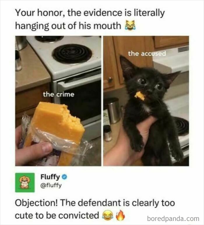 Wholesome memes featuring a black kitten with cheese in its mouth alongside a bitten block of cheddar