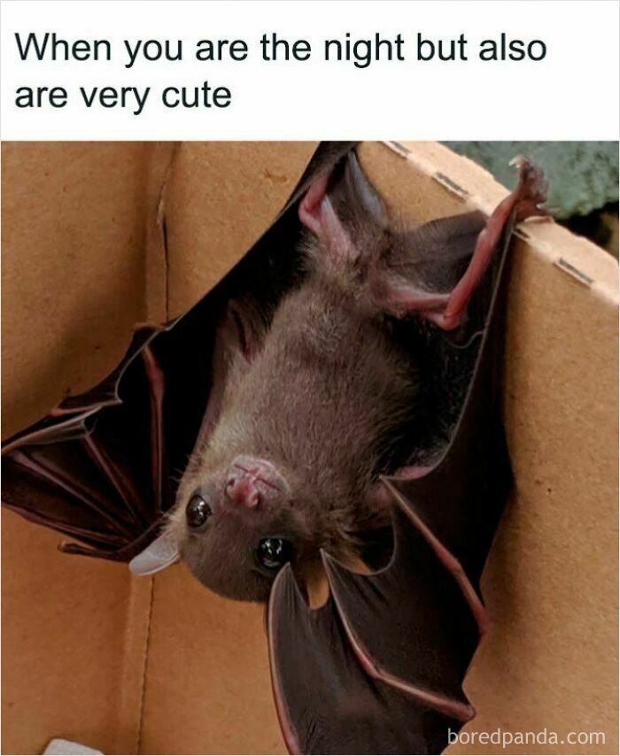 An adorable baby bat hanging inside a cardboard box in wholesome memes.