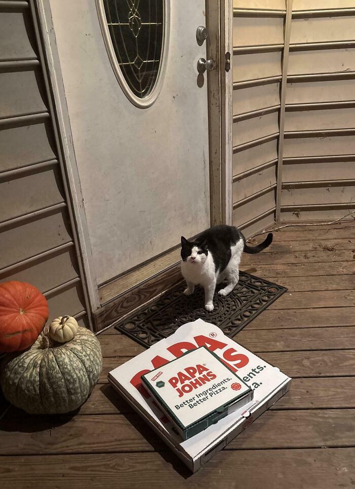 A black and white cat standing near delivered pizza boxes, suspect of hilarious cat crimes.