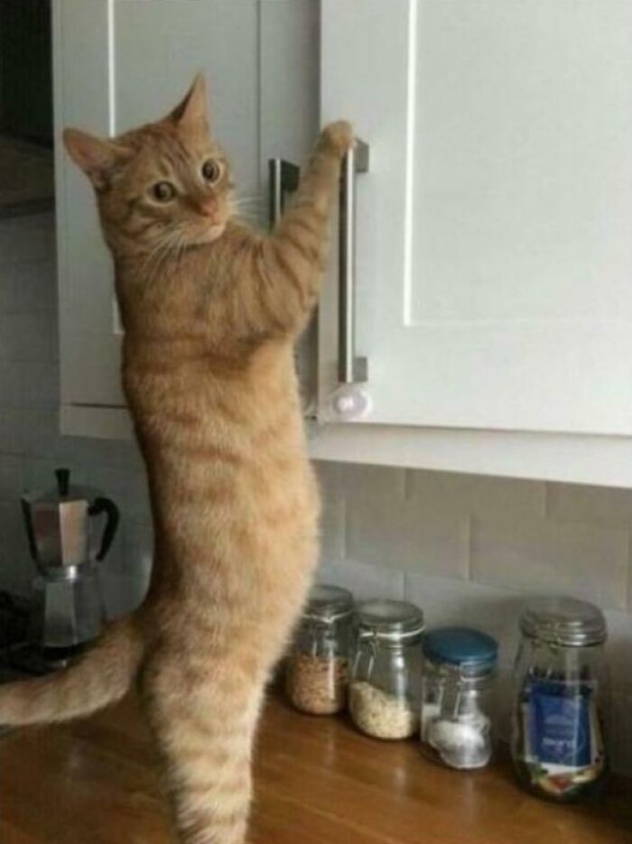 An orange tabby standing on hind legs opening a kitchen cabinet as part of hilarious cat crimes.