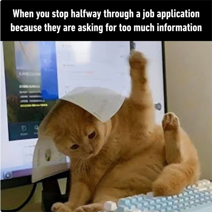 Orange cat near a computer keyboard showcasing funny recruiting fails during a job application