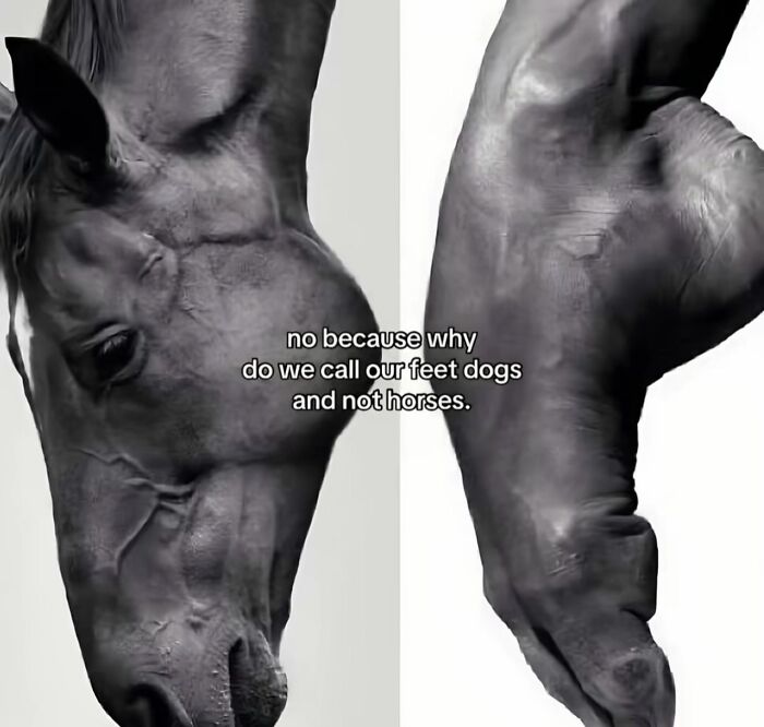 Hilarious memes comparing a horse head shape to an arched human foot