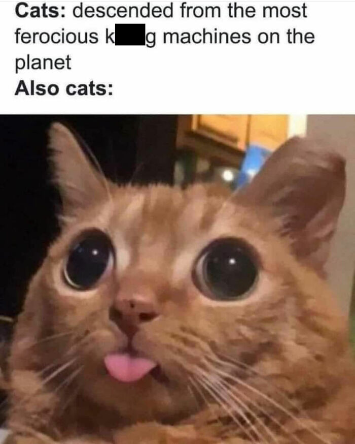Funny memes showing an orange cat sticking its tongue out with wide eyes