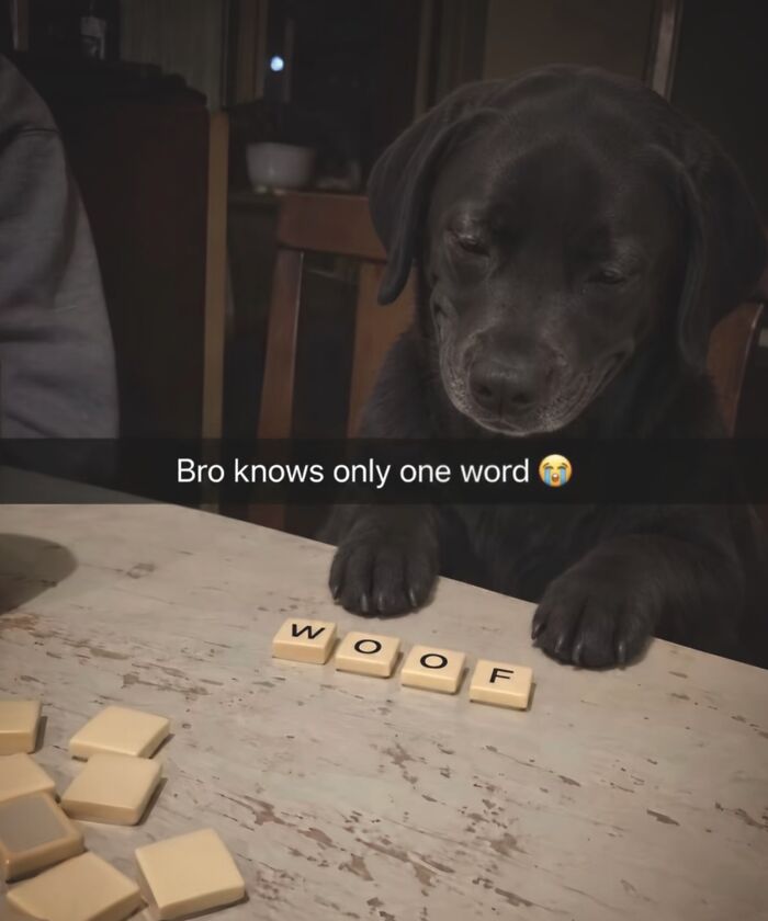 Cute black dog playing tile game spelling WOOF in hilarious memes from real life.