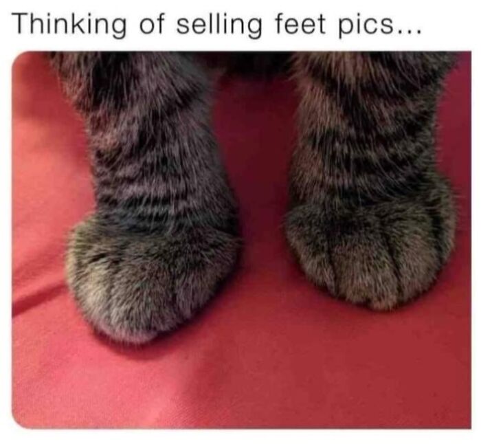Funny cat memes macro shot focusing on a tabby cat's fuzzy front paws resting on a red surface.