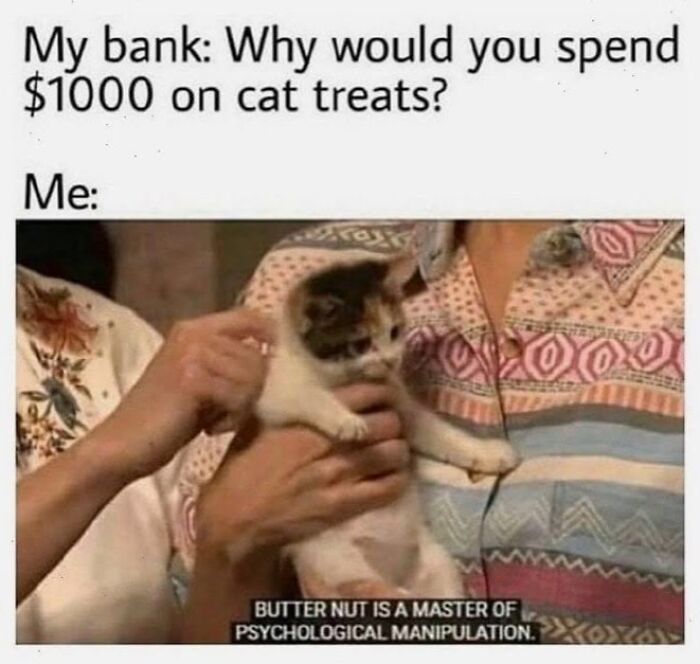 Funny cat memes photo of a person holding a small calico kitten with meme text above and below.