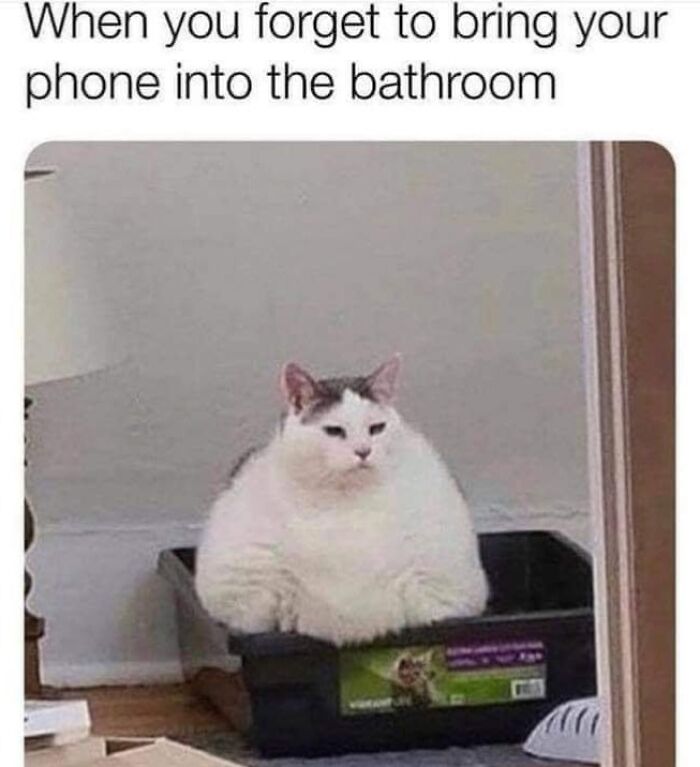 Funny memes featuring a large, fluffy white cat sitting awkwardly inside a black litter box.