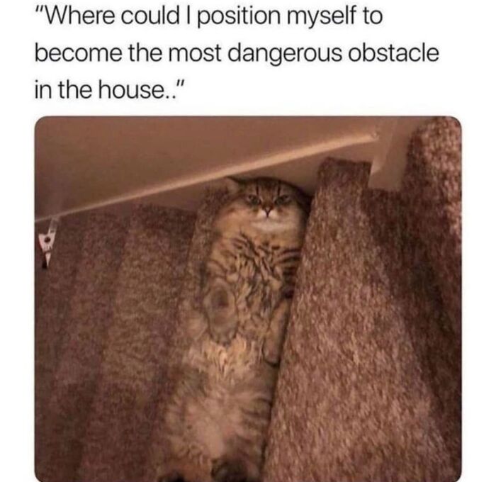 Funny cat memes featuring a tabby cat blending into carpeted stairs
