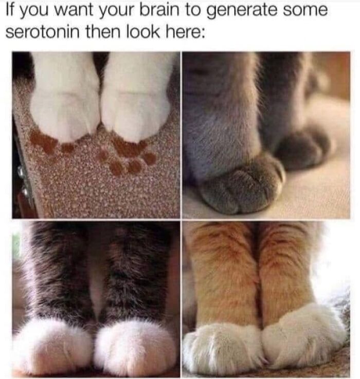 Funny cat memes collage displaying adorable fluffy cat paws