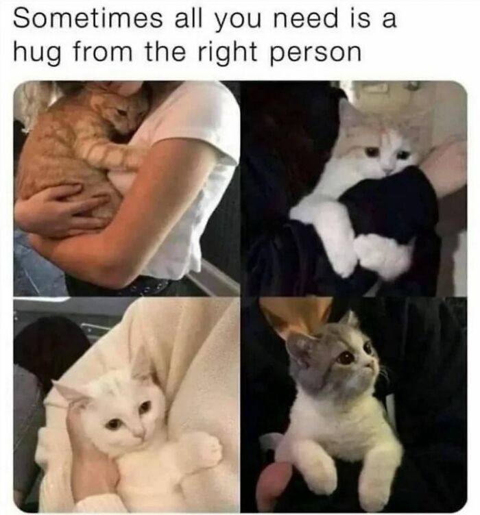 Four collage photos showing affectionate cats being held, featured in funny memes.