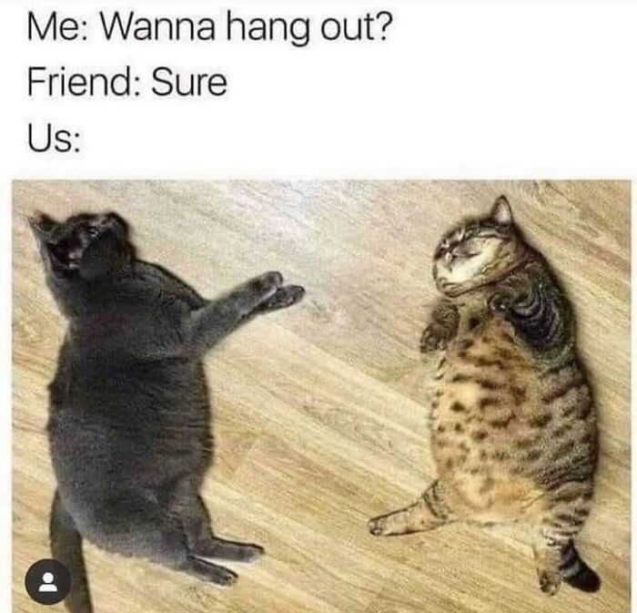Two chubby cats lying on the floor in funny memes about hanging out