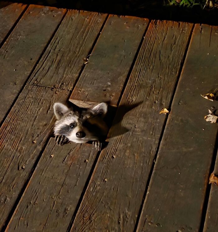 A curious raccoon poking its head through a gap in a wooden deck, featured in a rescue raccoon story.