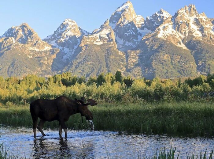 Not Alone This Morning In Grand Teton National Park