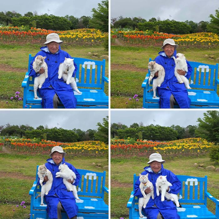 Japanese grandpa sitting on a blue bench in a raincoat while posing with his cute cats.