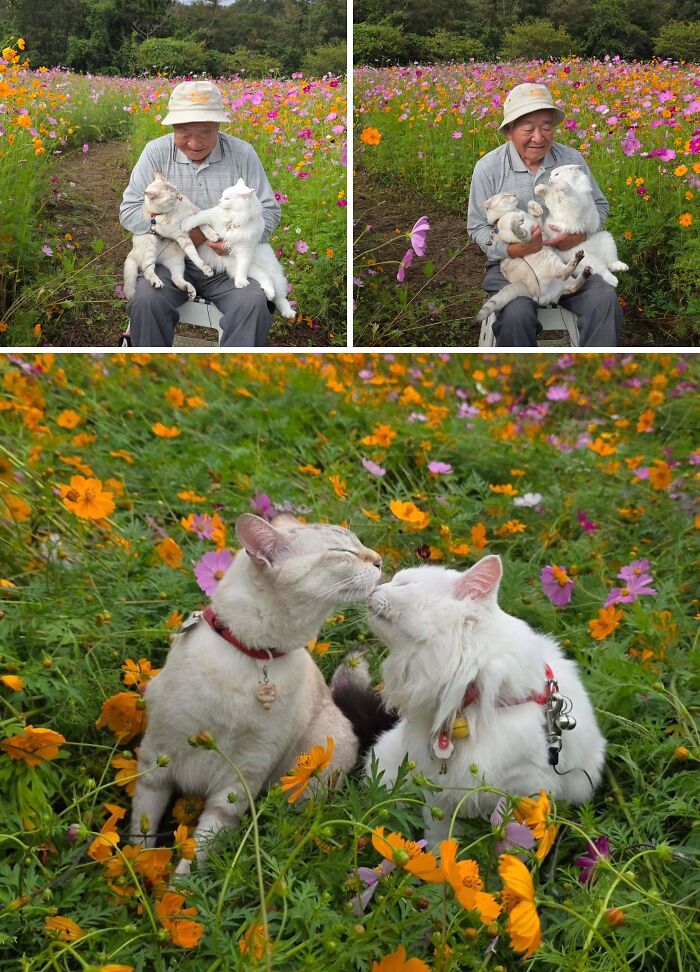 Two white cats nuzzling in a field of colorful flowers during a Japanese grandpa photoshoot.
