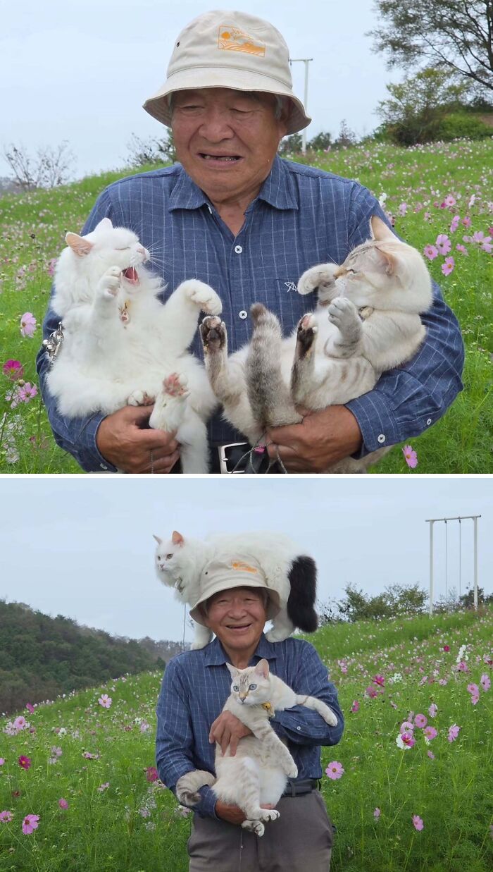 Japanese grandpa experiencing hilarious chaos during a photoshoot with his energetic cats.