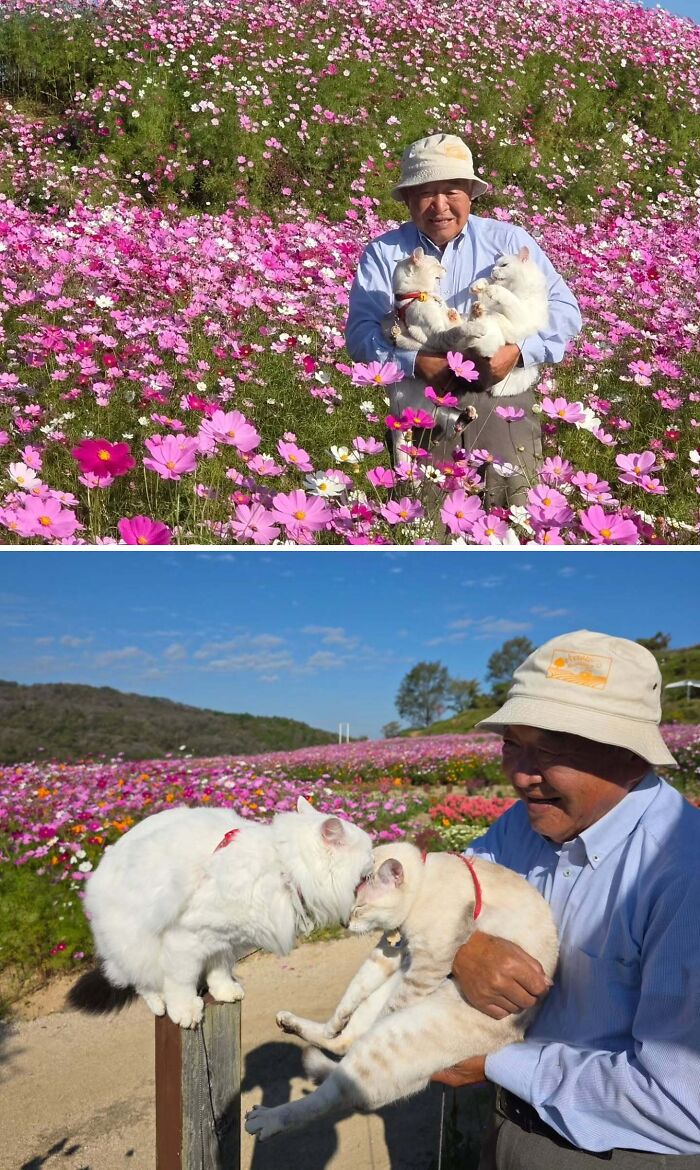 Japanese grandpa enjoying outdoor cute photoshoots with his cats among pink cosmos flowers.