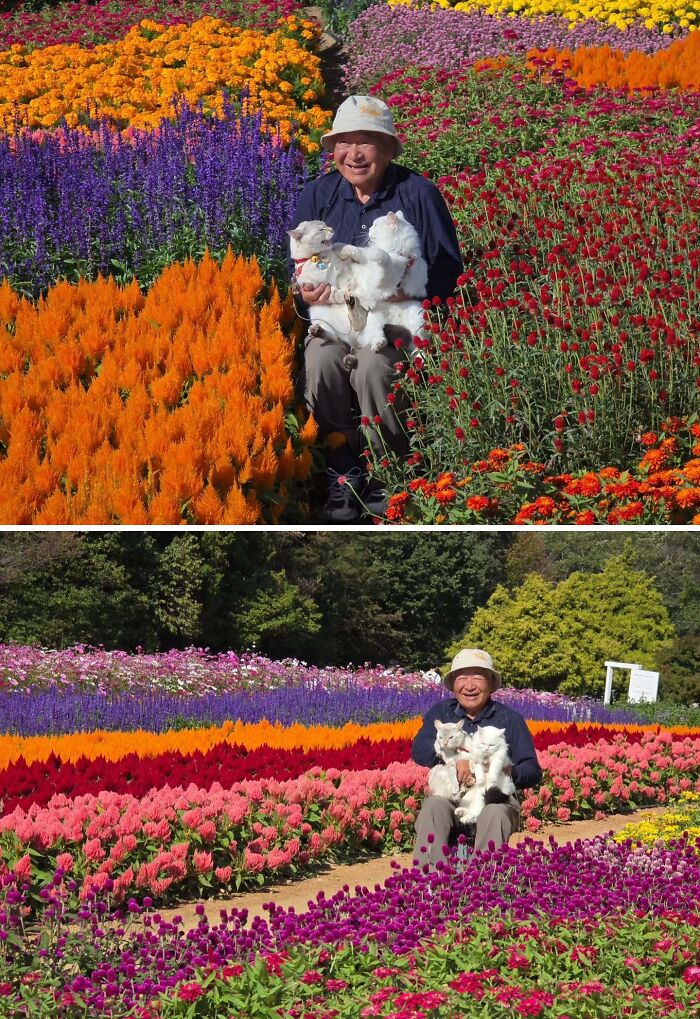 Japanese grandpa smiling during cute photoshoots with his cats in a vibrant, colorful flower field.