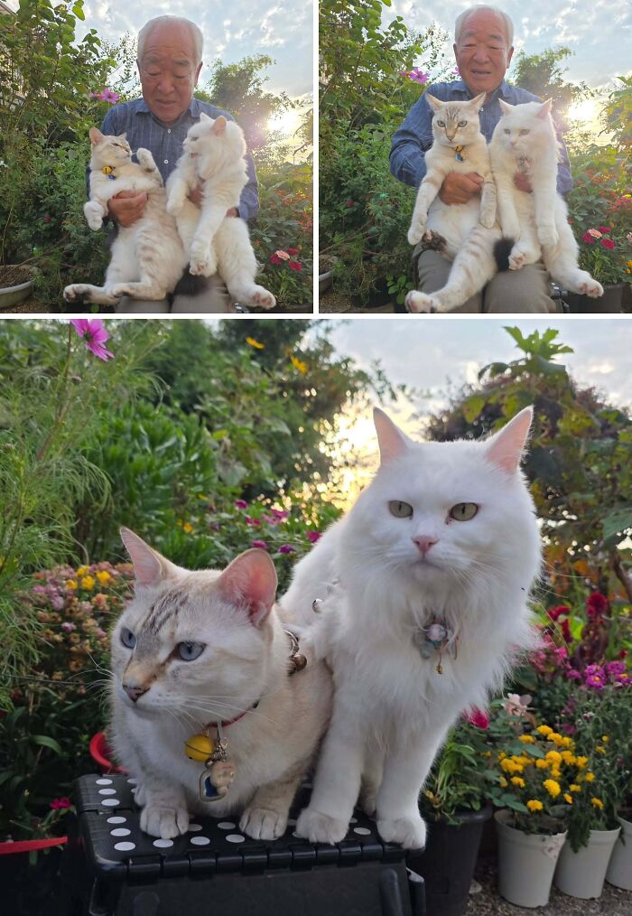 Japanese grandpa and his two cats sitting together in a garden for a funny photoshoot.