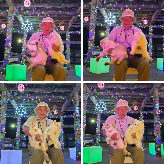 Japanese grandpa holding two white cats during a photoshoot surrounded by colorful festive lights.