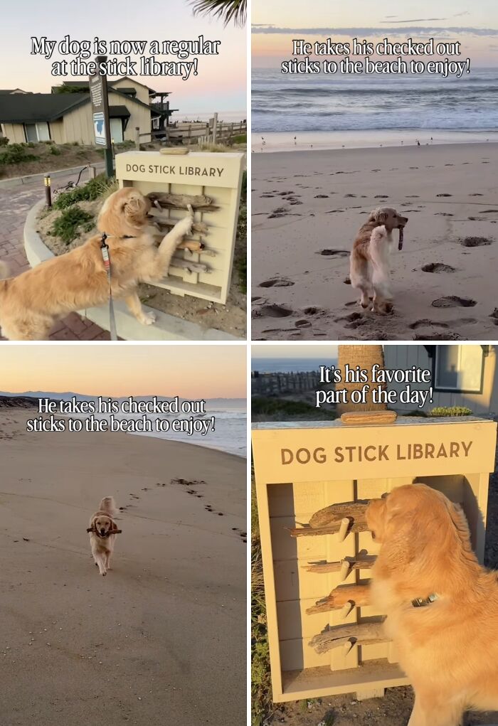 Golden retriever taking sticks from a dog stick library, featured in wholesome moments.