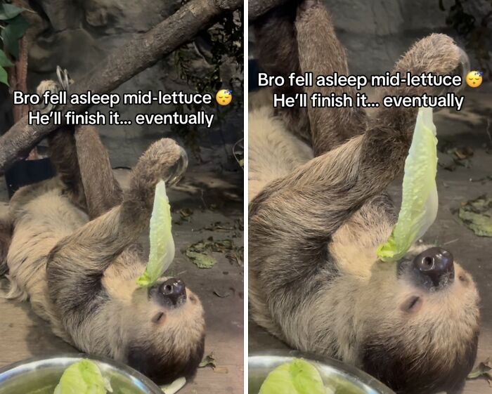 Sloth falls asleep holding lettuce, creating wholesome moments.