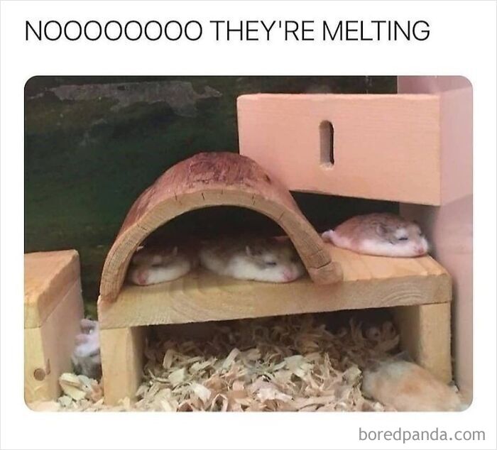 Cute tiny hamsters sleeping flat in a wooden house, sharing wholesome moments online.