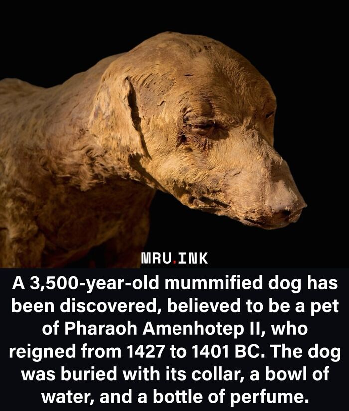 A 3500-year-old mummified dog belonging to Pharaoh Amenhotep II, part of fascinating photos and facts.
