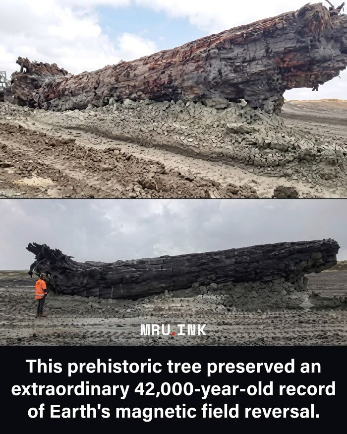 A massive prehistoric tree log preserved in mud, featured among fascinating photos and facts about Earth.
