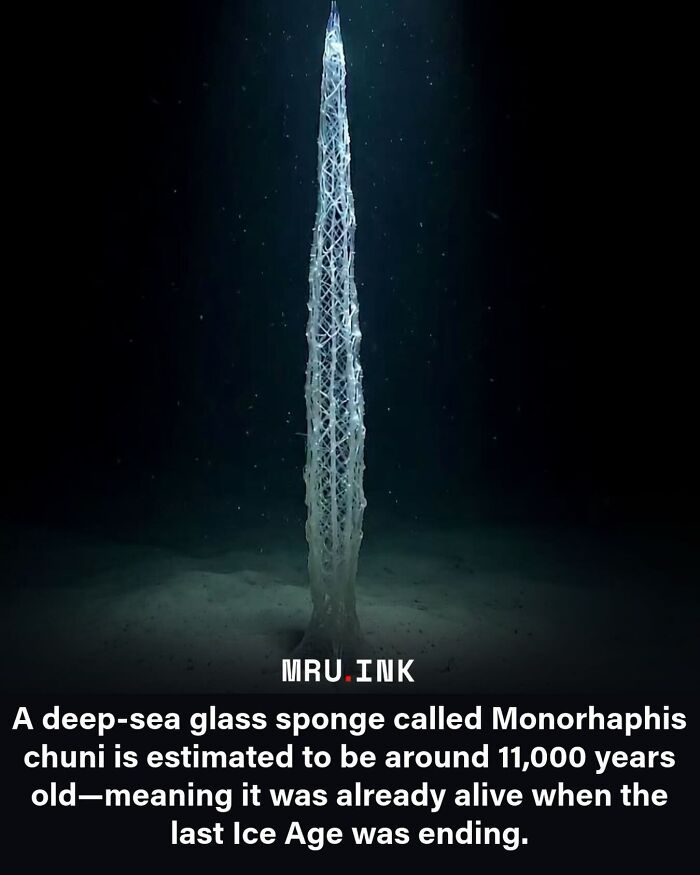 Strange world facts image showing a towering deep sea glass sponge on the ocean floor