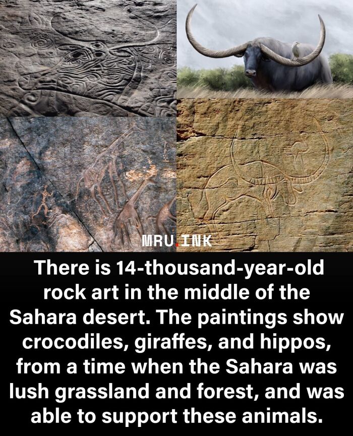 Ancient Sahara rock art depicting animals, showing strange facts about earth's changing climate and history.