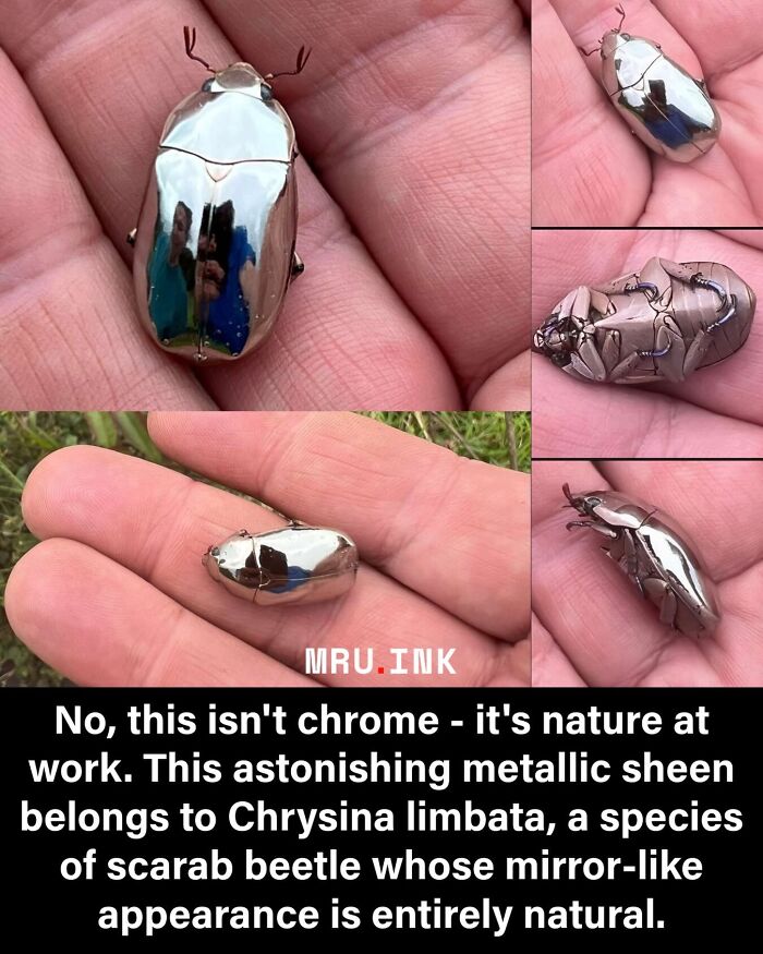 A shiny metallic silver scarab beetle in a hand showing fascinating photos of the strange world of nature.