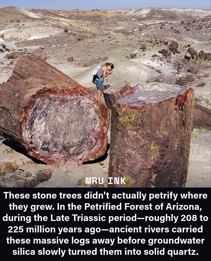 A woman photographing a large petrified wood trunk in a desert showing fascinating photos of strange world sights.
