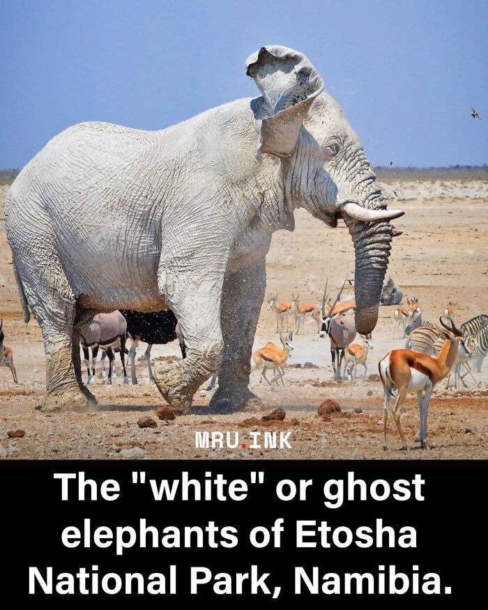 A large white elephant standing in a field demonstrating how strange the world can be.
