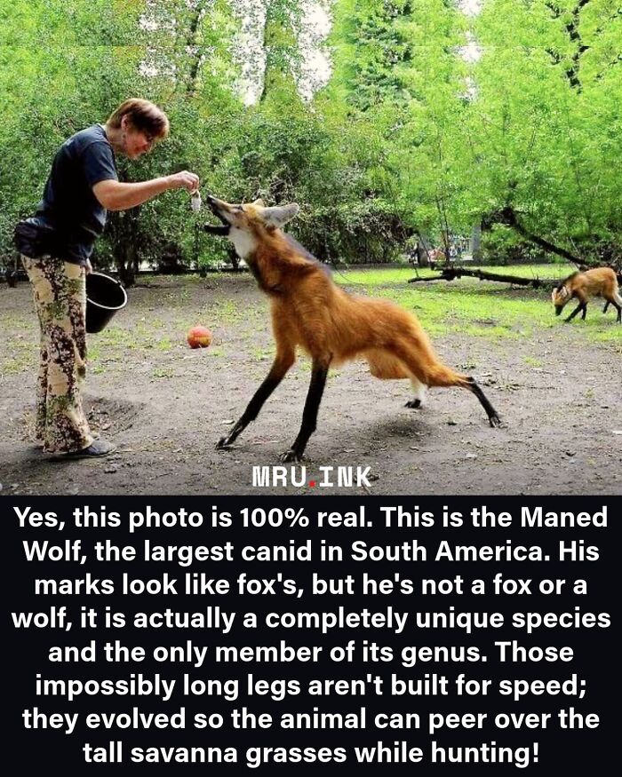 Person feeding a long-legged maned wolf showing how strange the world can be.