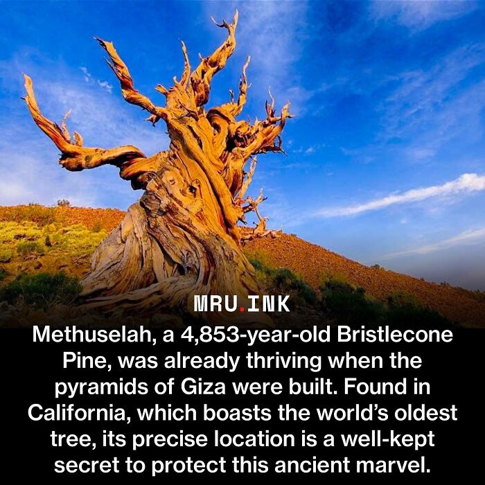 Methuselah ancient bristlecone pine tree showing how strange the world can be.