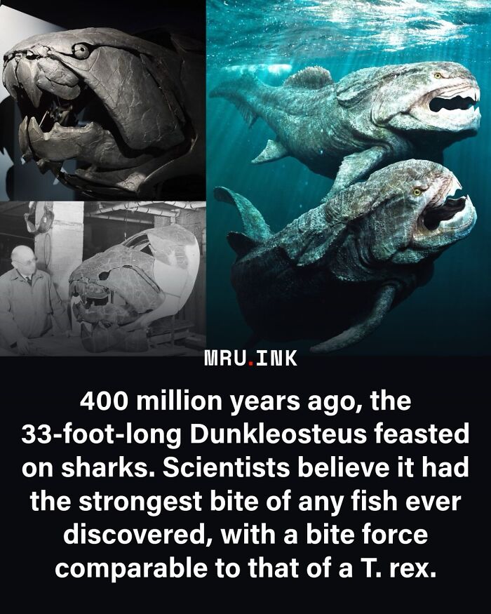 A fossilized Dunkleosteus jaw alongside a 3D render showing how strange the world can be.