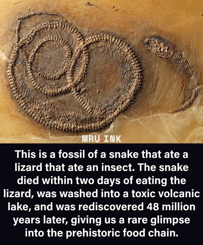 A detailed fossil of a coiled snake, representing fascinating photos and facts from prehistoric times.