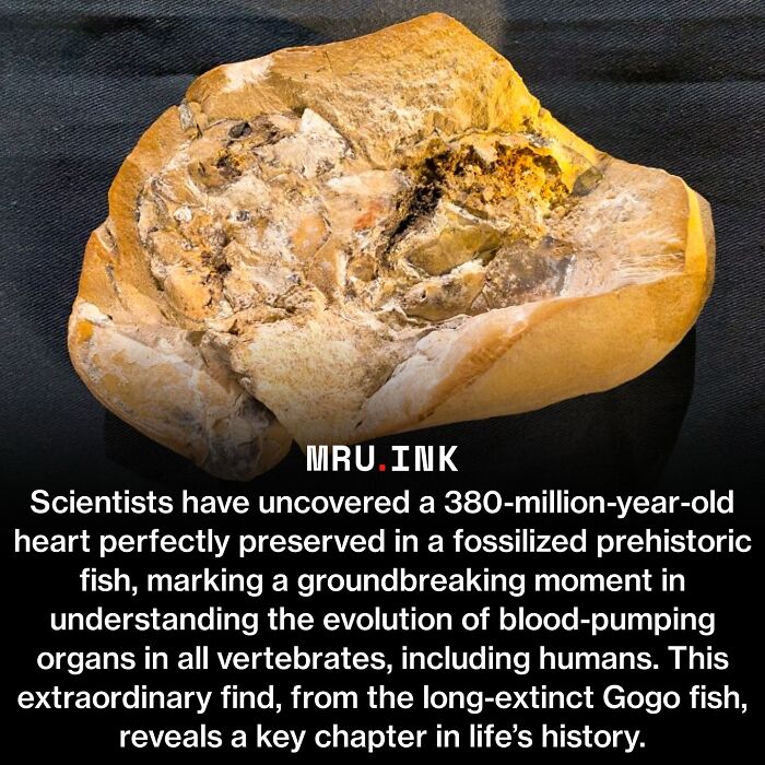 Fossilized 380 million year old fish heart fossil discovery displaying fascinating photos and facts.