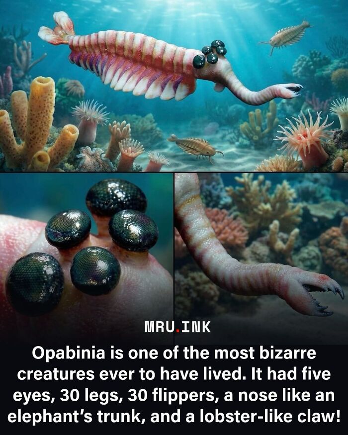 Digital illustration of Opabinia prehistoric sea creature highlighting fascinating photos and facts.