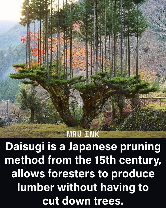 A Japanese Daisugi cedar tree grown using traditional pruning techniques, highlighting fascinating world facts.
