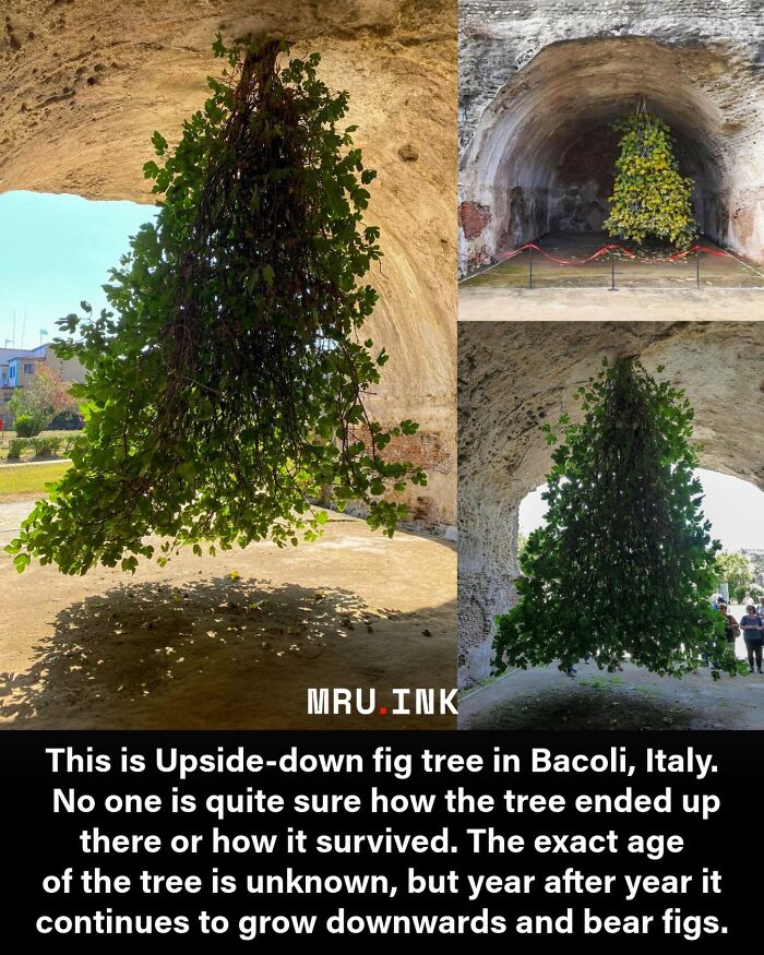 An upside-down fig tree growing from a cave ceiling in Italy, a fascinating photo of a strange natural phenomenon.
