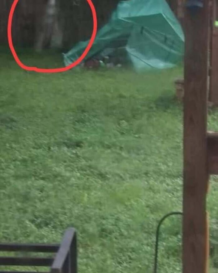 An eerie silhouette standing behind a backyard fence in real-life photos like a horror movie.