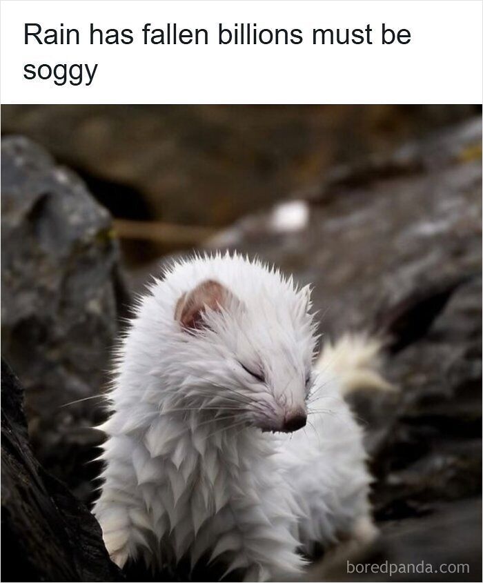 Rain Has Fallen
