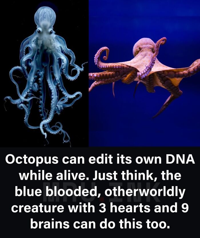 Comparison of two octopus species showing unique traits, illustrating fascinating photos and facts about nature.