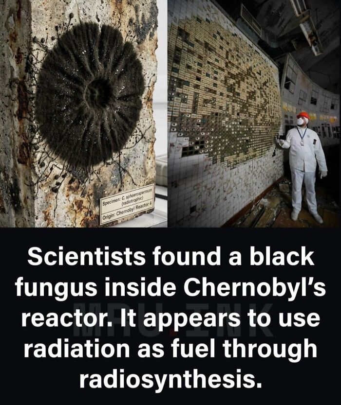 Split view of black fungus and a worker at Chernobyl, demonstrating strange photos and facts