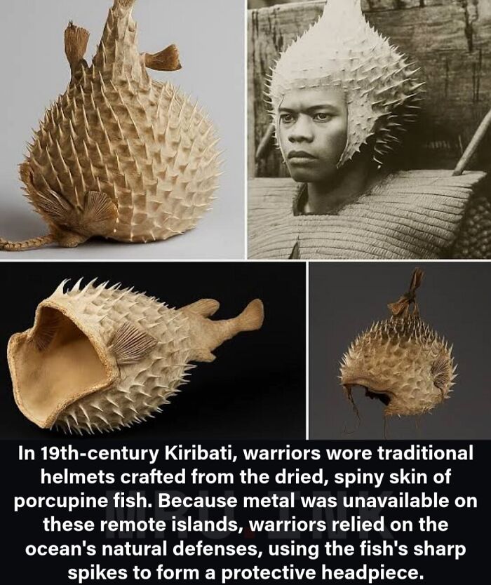 Collage of Kiribati helmets made from porcupine fish skin, illustrating fascinating photos and facts.