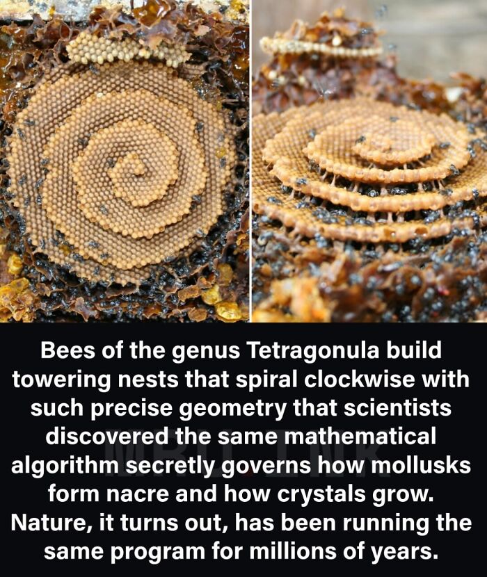 Tetragonula bees spiral nest showcasing geometric patterns, among strange photos and facts of nature.