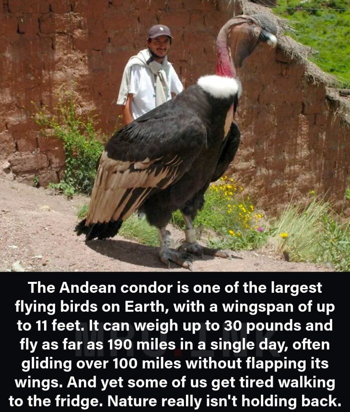 An Andean condor perched next to a man showing fascinating photos of the strange world of giant birds.