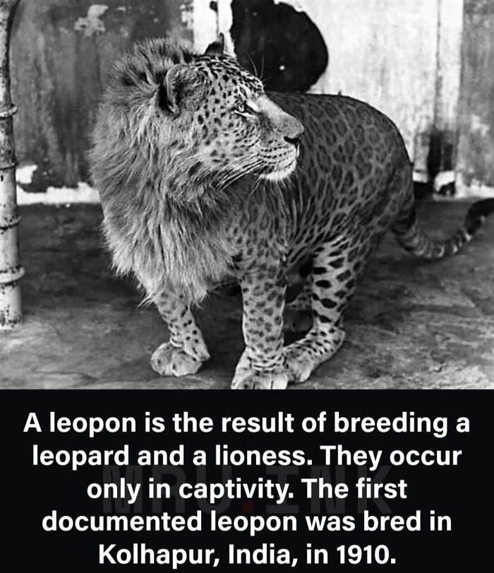 A rare black and white photograph of a leopon, demonstrating strange photos and facts about nature